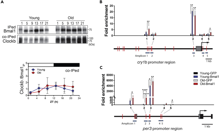 Figure 5