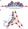 Fig. 2 –