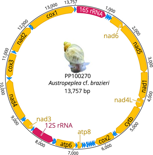 Fig. 1