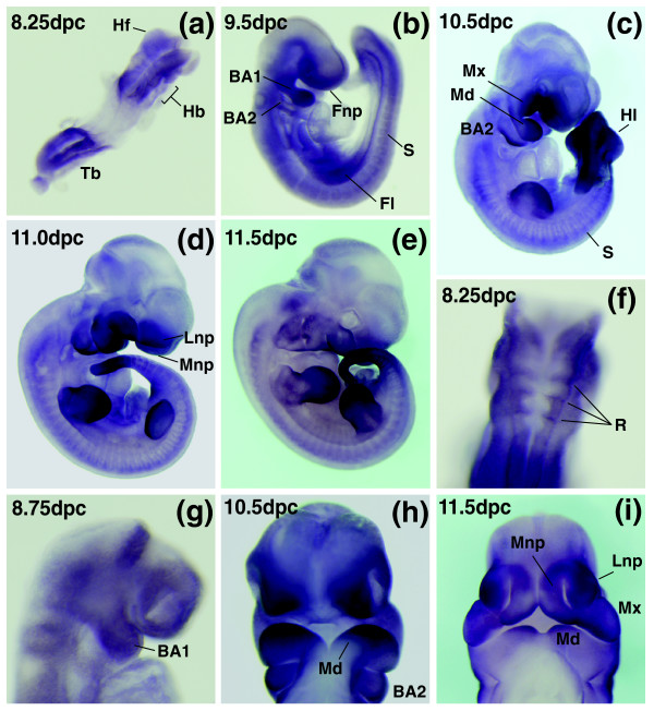 Figure 9