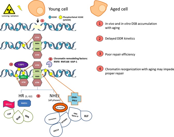 Aging and radiation: bad companions - PMC