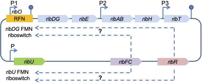 FIGURE 2