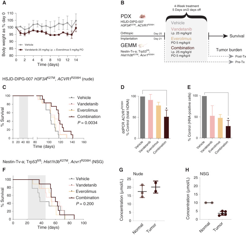 Figure 4. Efficacy of combined vandetanib and everolimus in vivo. A, Tolerability in NOD.SCID mice exposed to daily oral treatment with the combination of vandetanib and everolimus over 14 days, as assessed by body weight relative to day 0. Mean and SD of three mice per group are plotted. PO, oral administration. B, Schema for in vivo efficacy (survival) and tumor burden experiments in orthotopic PDX and GEMM allografts of mutant ACVR1-driven DIPG. Tx, treatment. C, Survival curves for mice (n = 16–22 per group) bearing HSJD-DIPG-007 orthotopic xenografts, treated with vandetanib (pink), everolimus (light orange), or the combination (dark red), compared with vehicle-treated controls (gray). D, Bar plot quantifying tumor burden as assessed by ddPCR for ACVR1R206H in mice treated with vandetanib (pink), everolimus (light orange), or the combination (dark red), expressed as a percentage of vehicle-treated controls (gray). E, Bar plot quantifying cellularity by human nuclear antigen (HNA)–positive cells in mice treated with vandetanib (pink), everolimus (light orange), or the combination (dark red), expressed as a percentage of vehicle control (gray). Mean and SD plotted. *, P < 0.05, adjusted t test. F, Survival curves for mice (n = 16–22 per group) bearing Nestin-Tv-a; Trp53fl/fl; Hist1h3bK27M, Acvr1R206H orthotopic allografts, treated with vandetanib (pink), everolimus (light orange), or the combination (dark red), compared with vehicle-treated controls (gray). G, Dot plot of vandetanib concentration in the normal brains and engrafted tumors of nude mice treated with combined vandetanib and everolimus, as assessed by mass spectrometry. The black horizontal line represents the median. H, Dot plot of vandetanib concentration in the normal brains and engrafted tumors of NSG mice treated with combined vandetanib and everolimus, as assessed by mass spectrometry. The black horizontal line represents the median.