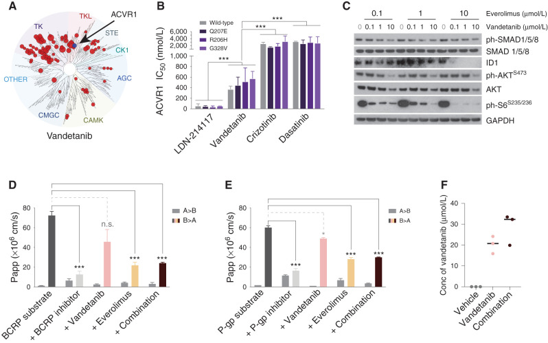 Figure 2. Validation of vandetanib as an ACVR1 inhibitor and everolimus as a P-gp inhibitor. A, Kinome selectivity map for vandetanib at 10 μmol/L, with red circles reflecting kinases inhibited by >65%. ACVR1 is labeled. The diameter of the circles is inversely proportional to the percentage of kinase activity remaining in the presence of an inhibitor. Taken from the Harvard Medical LINCS KINOMEscan database (https://lincs.hms.harvard.edu/). B, Bar plots showing the IC50 for various compounds against wild-type (gray) and mutant ACVR1: Q207E, R206H, and G328V (shades of purple). C, Western blot of ACVR1R206H HSJD-DIPG-007 cells treated with increasing concentrations of vandetanib in the presence of 0.1 μmol/L, 1.0 μmol/L, or 10 μmol/L everolimus. GAPDH is the loading control. D, Bar plots showing apparent permeability (Papp) of a BCRP substrate across a bidirectional cell monolayer (A–B and B–A) in the presence of various inhibitors. E, Bar plots showing apparent permeability (Papp) of a P-gp substrate across a bidirectional cell monolayer (A–B and B–A) in the presence of various inhibitors. Vandetanib, pink; everolimus, light orange; combination, dark red. Error bars represent SD of the mean. ***, P < 0.0001, ANOVA. n.s., not significant. F, Dot plot of vandetanib concentration (Conc) in the brains of normal mice treated with vehicle control (gray), vandetanib (pink), or the combination (dark red), as assessed by mass spectrometry. The black horizontal line represents the median.