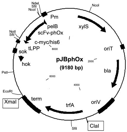 FIG. 1.