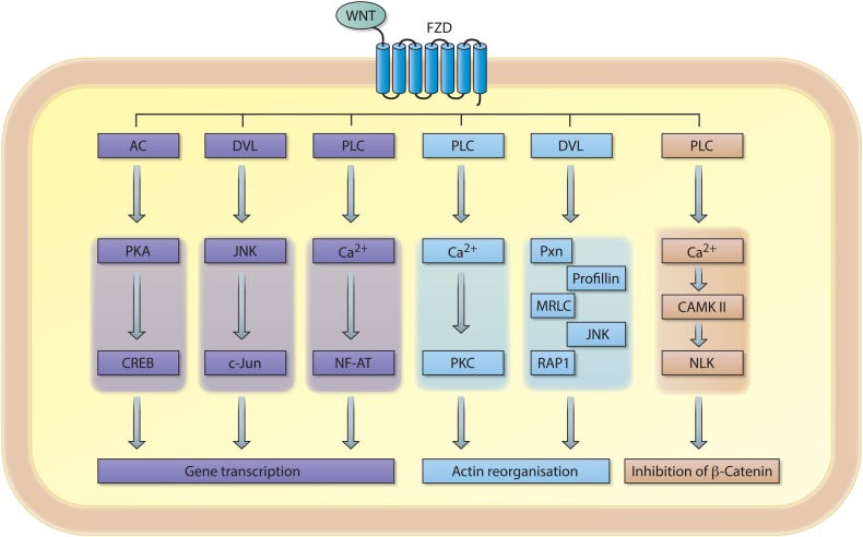 Figure 2