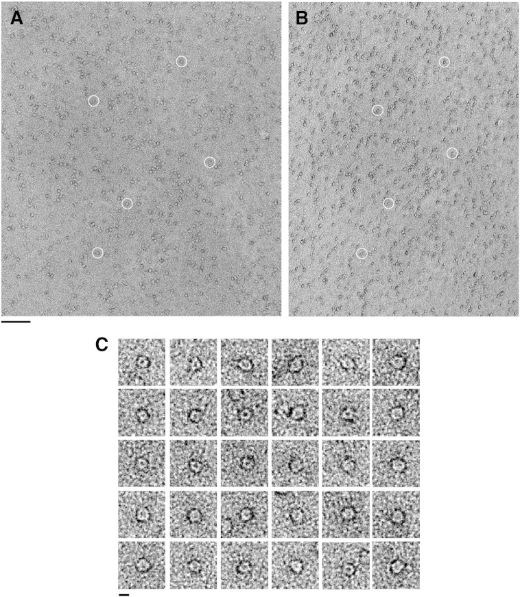 Fig. 2