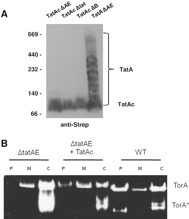 Fig. 6