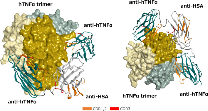 Next-Generation Anti-TNFα Agents: The Example of Ozoralizumab - PMC