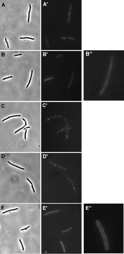 FIG. 7.