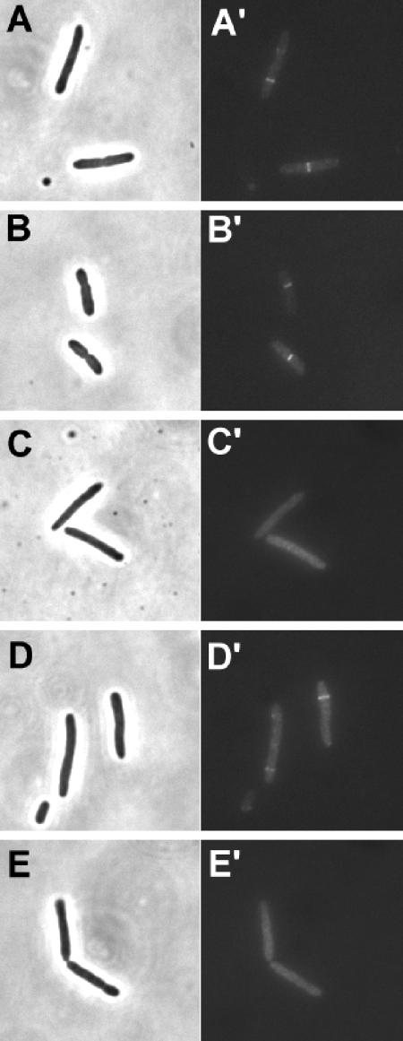 FIG. 8.