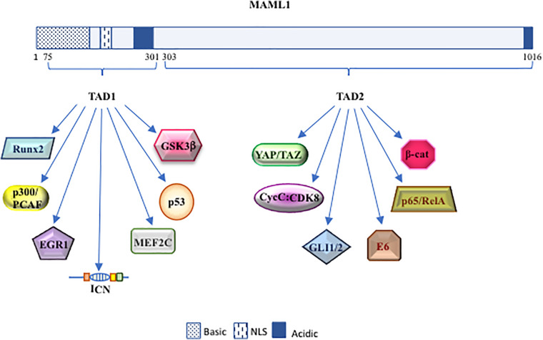 FIGURE 2