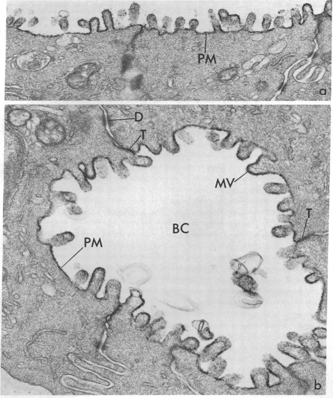 graphic file with name pnas00641-0151-a.jpg