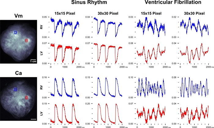 Figure 4: