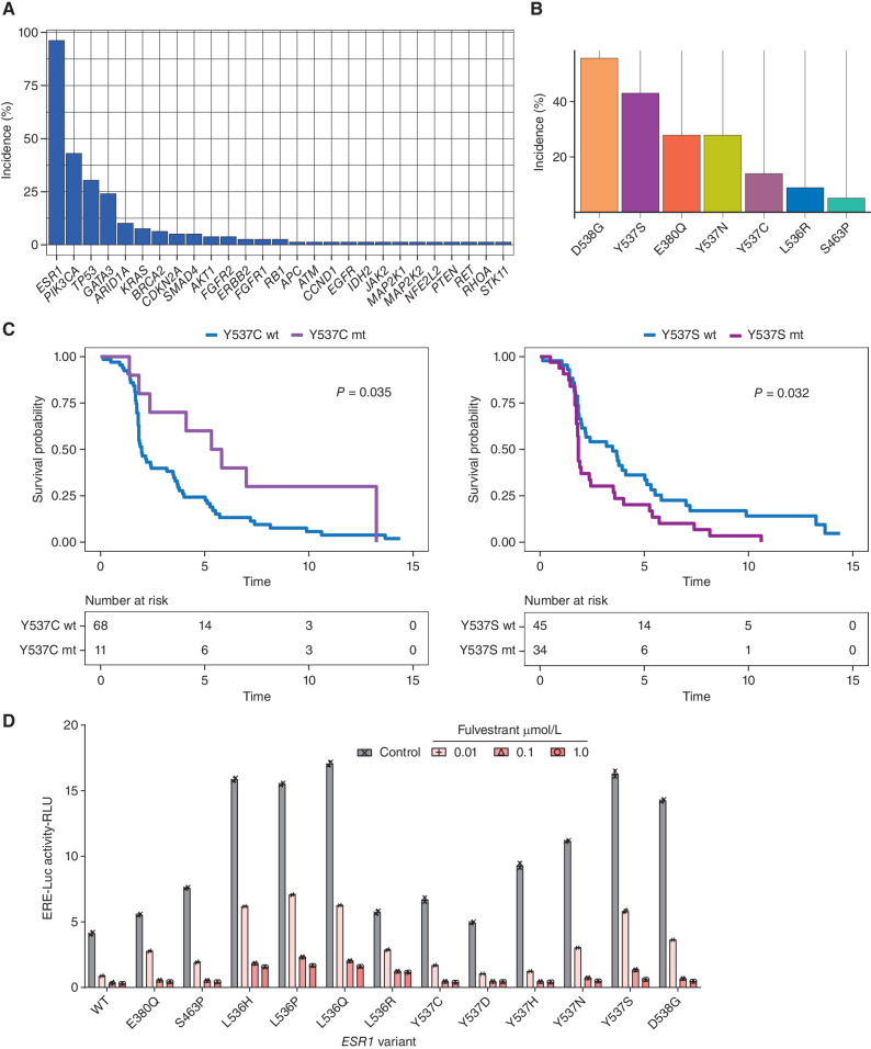 Figure 1. Baseline ESR1 mutations and fulvestrant efficacy. A, % Incidence of mutations in indicated genes at baseline in Cohort A (n = 79 assessable patients). B, Incidence of baseline ESR1 alterations within Cohort A (n = 79 assessable patients). C, PFS of patients in Cohort A, divided by baseline ESR1 Y537C mutation status (left) and ESR1 Y537S mutation status (right). P values from the log-rank test. HR >1 denotes worse PFS for that group. WT, wild-type; mt, mutant. D, MCF7 cells were cotransfected with the indicated ESR1 expression constructs and treated with the indicated concentration of fulvestrant in the presence of 1 nmol/L estradiol for 24 hours and estrogen response element-luciferase reporter activity determined. Two independent experiments.