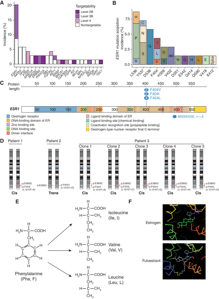 Figure 2. Acquired mutations on fulvestrant. A, Incidence of acquired alterations (n = 69 assessable patients), colored by targetability of the alterations (Methods). Level 2B denotes the highest level of supporting evidence (“Standard care biomarker recommended by the National Comprehensive Cancer Network or other professional advice guidelines predictive of response to an FDA-approved drug”), whereas level 4 is the lowest (“Compelling biochemical evidence supports the biomarker as being predictive of response to a drug”). B, Incidence of acquired ESR1 mutations (n = 14 patients) and resultant amino acid changes. C, ESR1 F404 locus in the DNA-binding domain of the estrogen receptor. The number of base changes identified within the data set that result in the three different missense mutations are illustrated using https://proteinpaint.stjude.org/ (36). D, cis/trans analysis of F404 and E380Q in the three patients with assessable targeted sequencing data. Both alleles of chromosome 6 are represented, with annotated locations of the F404 and E380Q on each respective allele representing the cis/trans relationship of the variants. E, Mutations at phenylalanine 404 result in the substitution of amino acid residues without an aromatic ring. F, In silico modeling predicts the aromatic ring of F404 contributes to a pi-stacking bond between the receptor and both estrogen and fulvestrant.