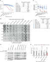 Figure 4. Compound F404L mutations induce resistance to fulvestrant. A, Compound mutations of D538G-F404L in MCF7 cells, along with single mutations and wild-type (WT), with sensitivity to fulvestrant assessed after 6 days treatment with Cell-Titer Glo viability assay. n = 4 mean with SD. B, Representative images of clonongenic assays grown in indicated concentrations of fulvestrant for 14 days. C, Quantification of colony formation assays for ESR1-mutant models treated with the indicated concentrations of fulvestrant for 14 days. EC50 and IC50 values were calculated from the response curves. SRB-stained colonies were dissolved, and absorbance at 565 nm was measured. Mean with SEM, n = 3 independent experiments. D, Expression of estrogen target genes, progesterone receptor (PgR), and trefoil factor-1 (TFF1) was assessed by western blot in parental MCF7 cells and indicated ESR1-mutant models grown in the presence of 1 nmol/L estradiol or 1 μmol/L fulvestrant. E, MCF7 cells were cotransfected with the indicated ESR1 expression constructs ERE-luciferase reporter and control construct. Cells were treated with 1 nmol/L estradiol either in the absence or presence of fulvestrant (1 μmol/L) for 24 hours, and ERE-luciferase activity was assessed. Two-way repeated-measures ANOVA with Sidak multiple comparisons test, n = 4 mean with SD; **, P < 0.01; ***, P < 0.001; ****, P < 0.0001.