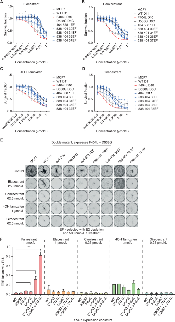 Figure 6. Compound F404 mutations are sensitive to novel SERDs. A–D, Compound mutations of D538G-F404L in MCF7 cells, along with single mutations and wild-type, with sensitivity to elacestrant (A), camizestrant (B), 4OH tamoxifen (C), and giredestrant (D), assessed after 6 days treatment with CellTiter Glo viability assay. n = 4 mean with SD. E, Representative clonongenic assays grown in indicated concentrations of elacestrant, camizestrant, 4OH tamoxifen, and giredestrant for 14 days. F, MCF7 cells were cotransfected with the indicated ESR1 expression constructs ERE-luciferase reporter and control construct. Cells were treated with indicated concentrations of fulvestrant, elacestrant, camizestrant, 4OH tamoxifen, and giredestrant in the presence of 1 nmol/L estradiol for 24 hours, and ERE-luciferase activity was assessed. Two-way repeated-measures ANOVA with Sidak multiple comparisons test, n = 3 mean with SD; *, P < 0.05.