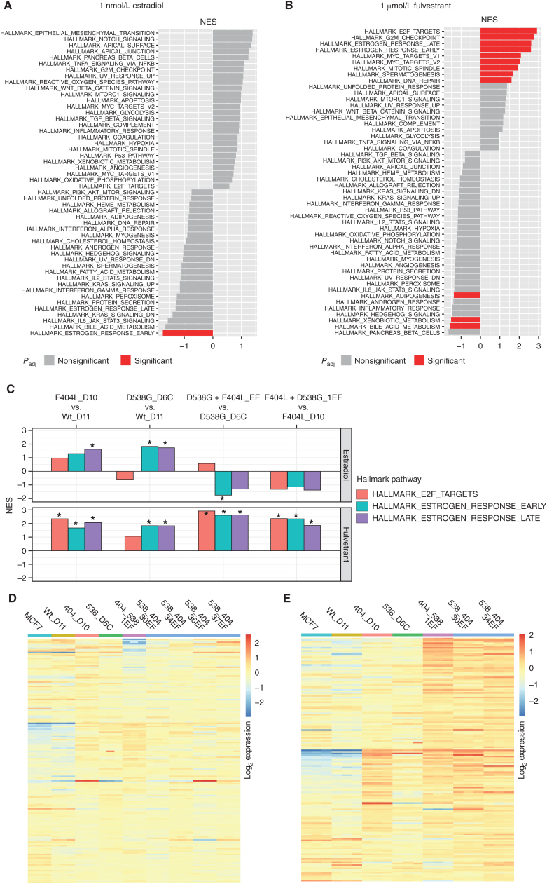 Figure 5. Transcriptomic analysis of ESR1-mutant models. A, Gene set enrichment analysis (GSEA) for D538G + F404L models compared with D538G D6C cells maintained in 1 nmol/L estradiol. Pathways are highlighted red; false discovery rate-adjusted q value <0.05. B, GSEA for D538G + F404L models compared with D538G D6C cells treated with 1 μmol/L fulvestrant for 24 hours. Pathways are highlighted red; false discovery rate-adjusted q value <0.05. C, GSEA for ESR1-mutant models. Normalized enrichment score (NES) is shown for the indicated pathways. *, False discovery rate-adjusted q value <0.05. D, Heat map of “Estrogen response late” genes (log2 expression) for ESR1-mutant models maintained in 1 nmol/L estradiol. E, Heat map of “Estrogen response late” genes (log2 expression) for ESR1-mutant models treated with 1 μmol/L fulvestrant in the presence of 1 nmol/L estradiol.