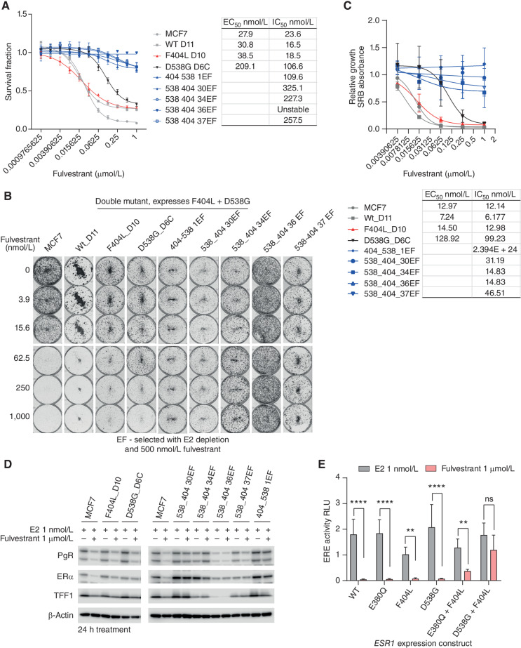 Figure 4. Compound F404L mutations induce resistance to fulvestrant. A, Compound mutations of D538G-F404L in MCF7 cells, along with single mutations and wild-type (WT), with sensitivity to fulvestrant assessed after 6 days treatment with Cell-Titer Glo viability assay. n = 4 mean with SD. B, Representative images of clonongenic assays grown in indicated concentrations of fulvestrant for 14 days. C, Quantification of colony formation assays for ESR1-mutant models treated with the indicated concentrations of fulvestrant for 14 days. EC50 and IC50 values were calculated from the response curves. SRB-stained colonies were dissolved, and absorbance at 565 nm was measured. Mean with SEM, n = 3 independent experiments. D, Expression of estrogen target genes, progesterone receptor (PgR), and trefoil factor-1 (TFF1) was assessed by western blot in parental MCF7 cells and indicated ESR1-mutant models grown in the presence of 1 nmol/L estradiol or 1 μmol/L fulvestrant. E, MCF7 cells were cotransfected with the indicated ESR1 expression constructs ERE-luciferase reporter and control construct. Cells were treated with 1 nmol/L estradiol either in the absence or presence of fulvestrant (1 μmol/L) for 24 hours, and ERE-luciferase activity was assessed. Two-way repeated-measures ANOVA with Sidak multiple comparisons test, n = 4 mean with SD; **, P < 0.01; ***, P < 0.001; ****, P < 0.0001.