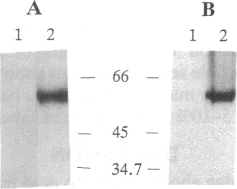 graphic file with name pnas01096-0405-a.jpg