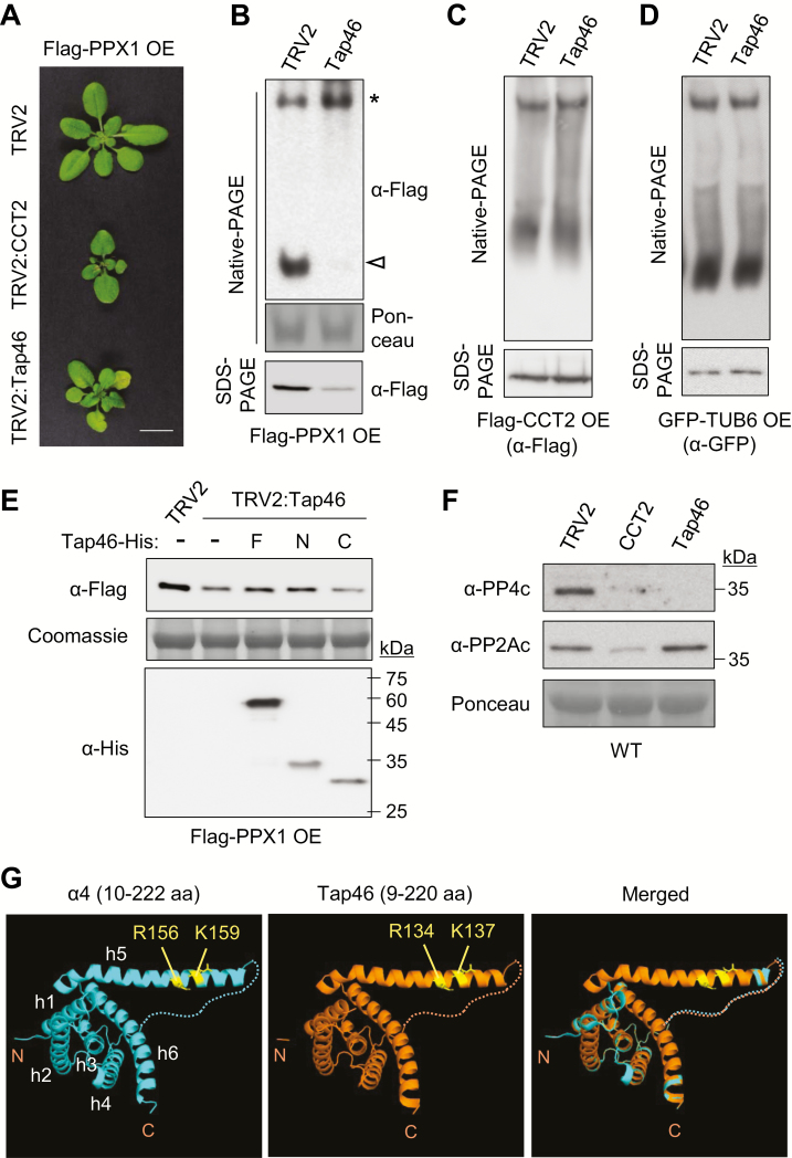 Fig. 6.