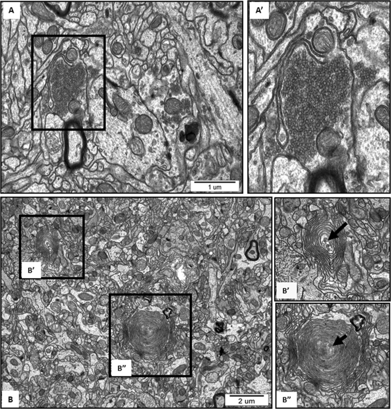 Fig. 5