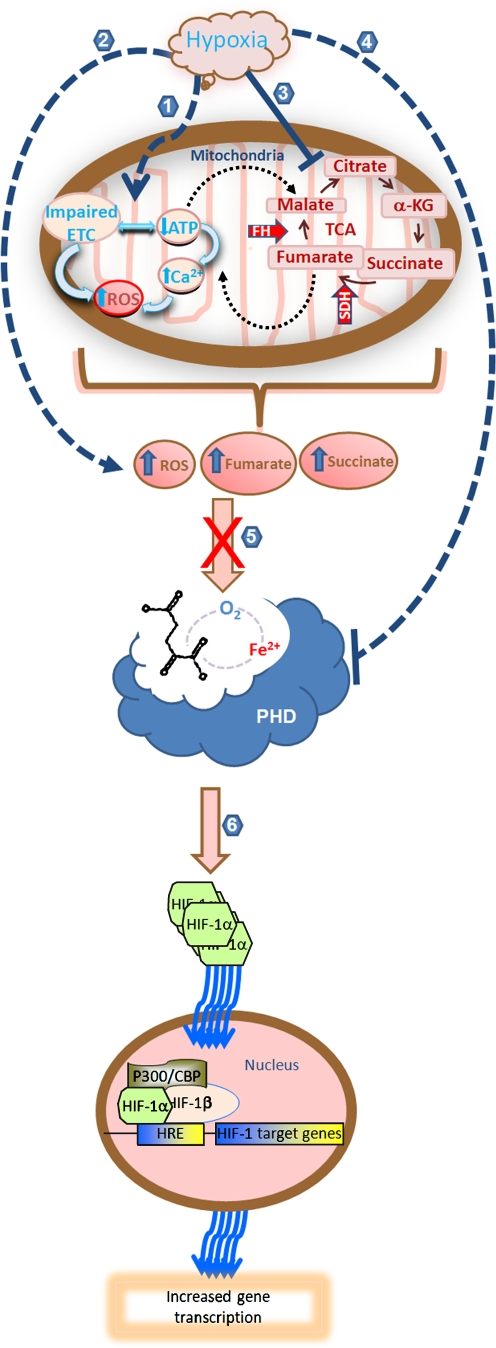 Fig. 4