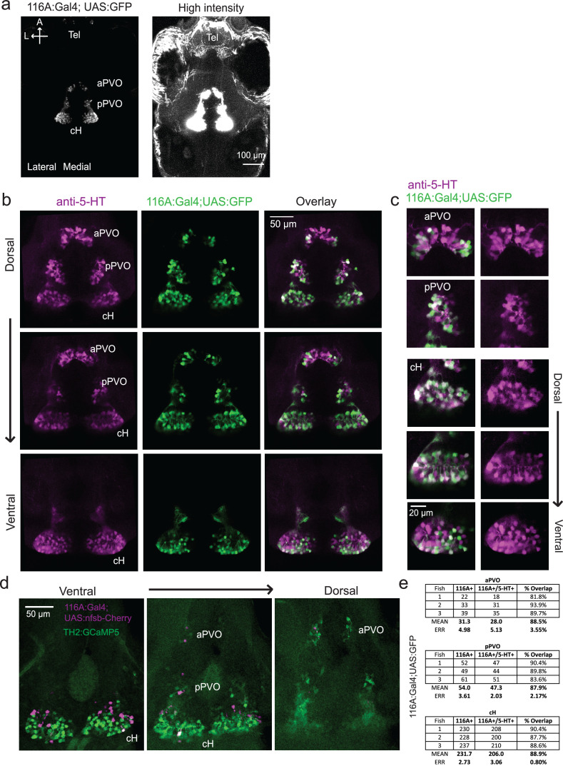 Figure 3—figure supplement 1.