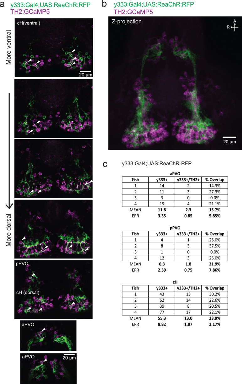 Figure 5—figure supplement 2.