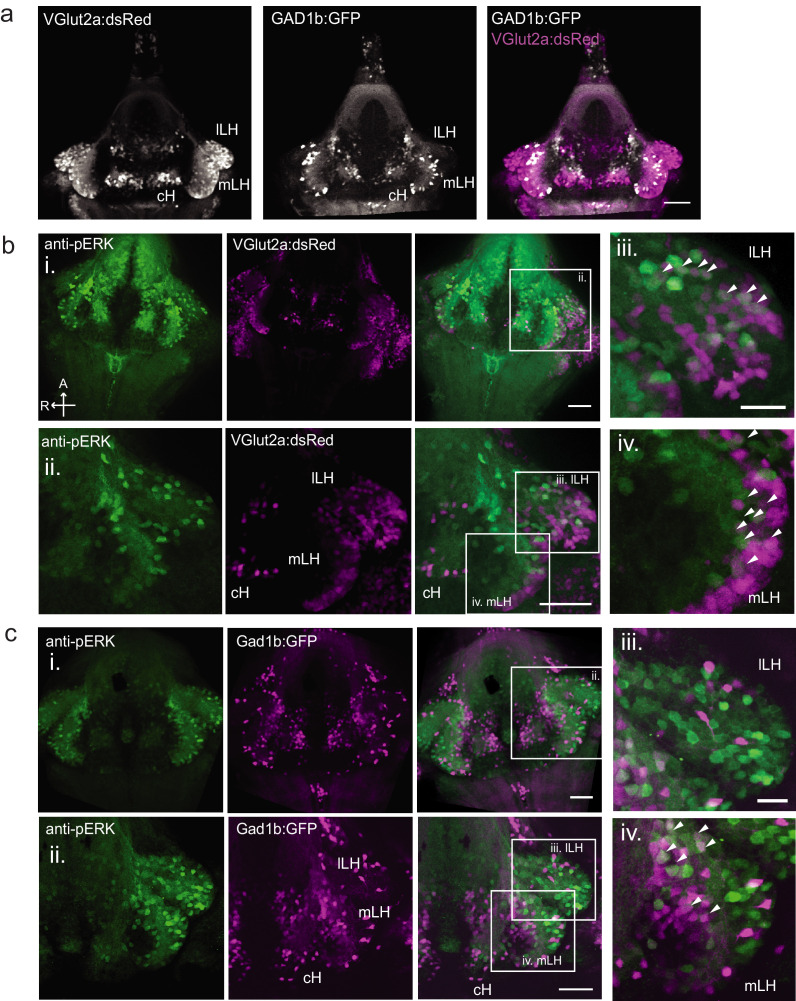 Figure 1—figure supplement 2.