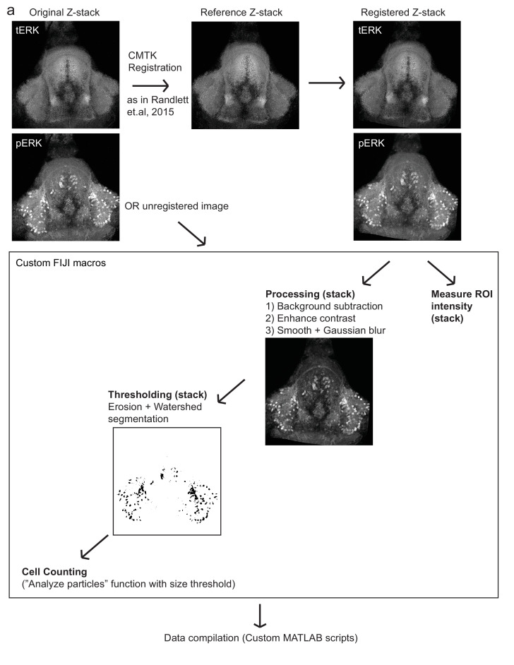 Figure 1—figure supplement 4.