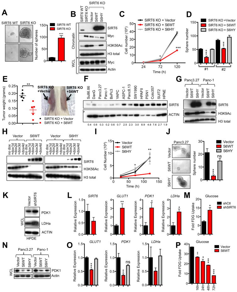 SIRT6 suppresses pancreatic cancer through control of Lin28b - PMC