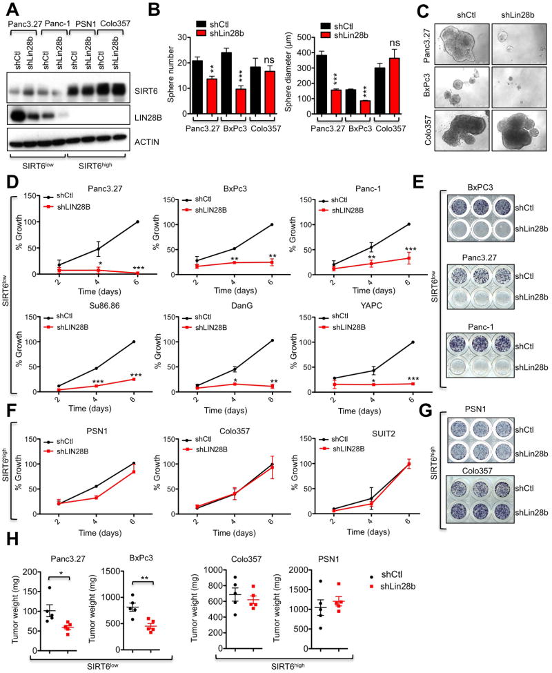 SIRT6 suppresses pancreatic cancer through control of Lin28b - PMC