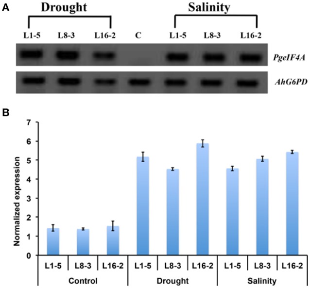 Figure 7