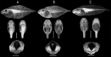 Fig 7
