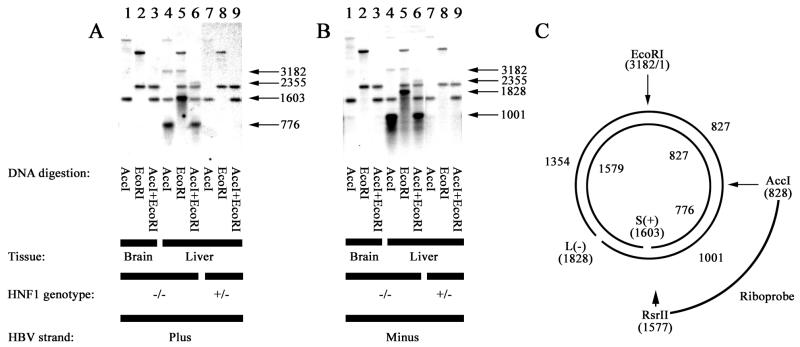 FIG. 6