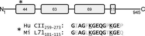 FIG 1