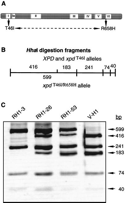 FIG. 7