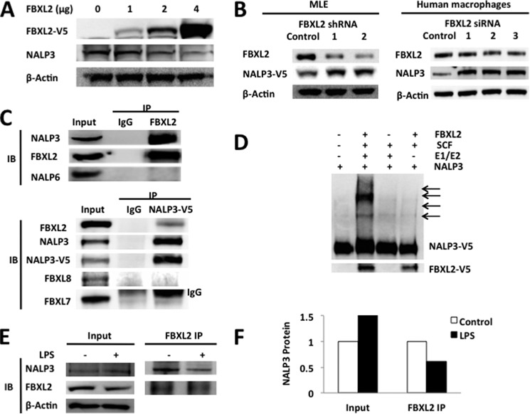 FIGURE 4.