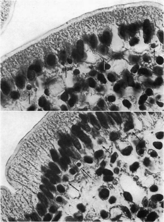 Fig. 7(top) and 8(bottom)