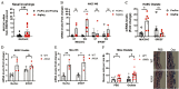 Figure 5A is a bar graph titled Nasal brushings, plotting Mucin 5 A C messenger ribonucleic acid ratio wood smoke extract to nonexposed, ranging from 0 to 20 in increments of 5 and 55 to 65 in increments of 5 (y-axis) across Mucin 5 A C (x-axis) for ProPro and ProArg and ArgArg. Figure 5B is a bar graph titled Human airway epithelial cells Wood Smoke, plotting messenger ribonucleic acid levels (fold change), ranging from 0 to 30 in increments of 10 and 80 to 100 in increments of 10 (y-axis) across Mucin 5 A C and S P D E F each for nontreated and wood smoke, respectively (x-axis) for ProPro and ArgArg. Figure 5C is a bar graph titled Human airway epithelial cells Oxalate, plotting messenger ribonucleic acid levels (fold change), ranging from 0 to 25 in increments of 5 (y-axis) across Mucin 5 A C and S P D E F (x-axis) for ProPro and ArgArg. Figures 5D and 5E are bar graphs titled Mouse airway epithelial cells Oxalate and Mice Wood smoke, plotting messenger ribonucleic acid levels (fold change), ranging from 0 to 5 in unit increments (y-axis) across Mucin 5 A C and S P D E F (x-axis) for wild type and A X X A, respectively. Figure 5F is a set of one bar graph and four stained tissues. The bar graph titled mice oxalate, plotting mucus cells per millimeter basal lamina, ranging from 0 to 40 in increments of 10 (y-axis) across P B S and oxalate (x-axis) for wild type and A X X A. The stained tissue displays two columns, namely P B S and Oxalate and two rows, namely, wild type and A X X A.