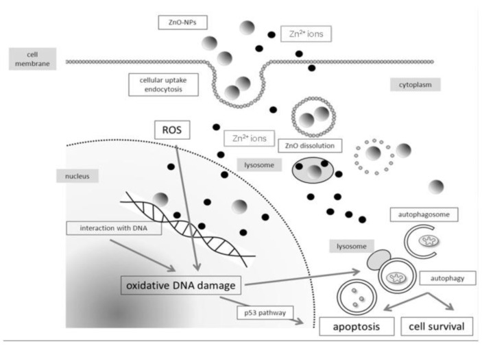 Figure 17