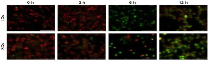 Figure 24