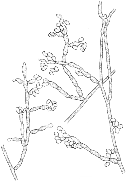 Fig. 5