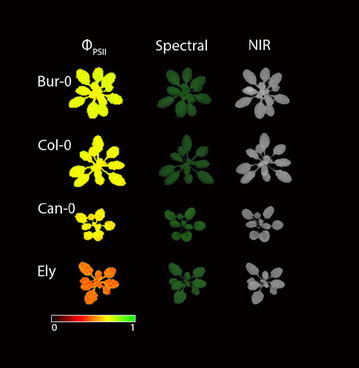 Fig. 3