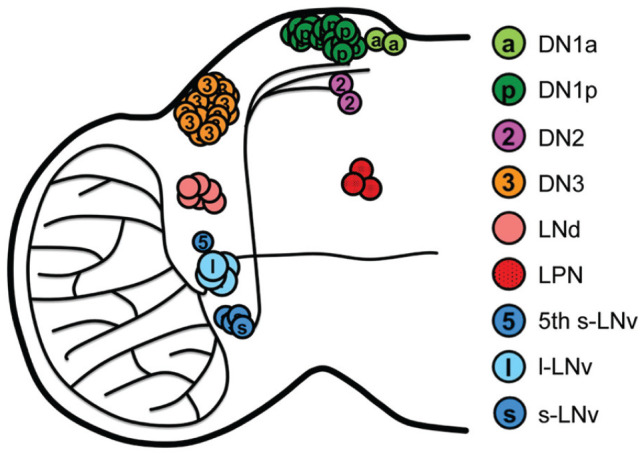 Figure 1.