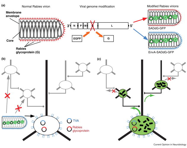 Pseudoptyped Rabies Virus for Tracing Connections of Targeted Neurons