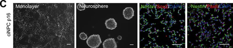 Figure 6(C)