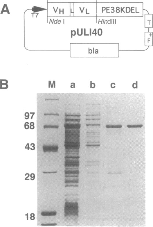 graphic file with name pnas01100-0195-b.jpg